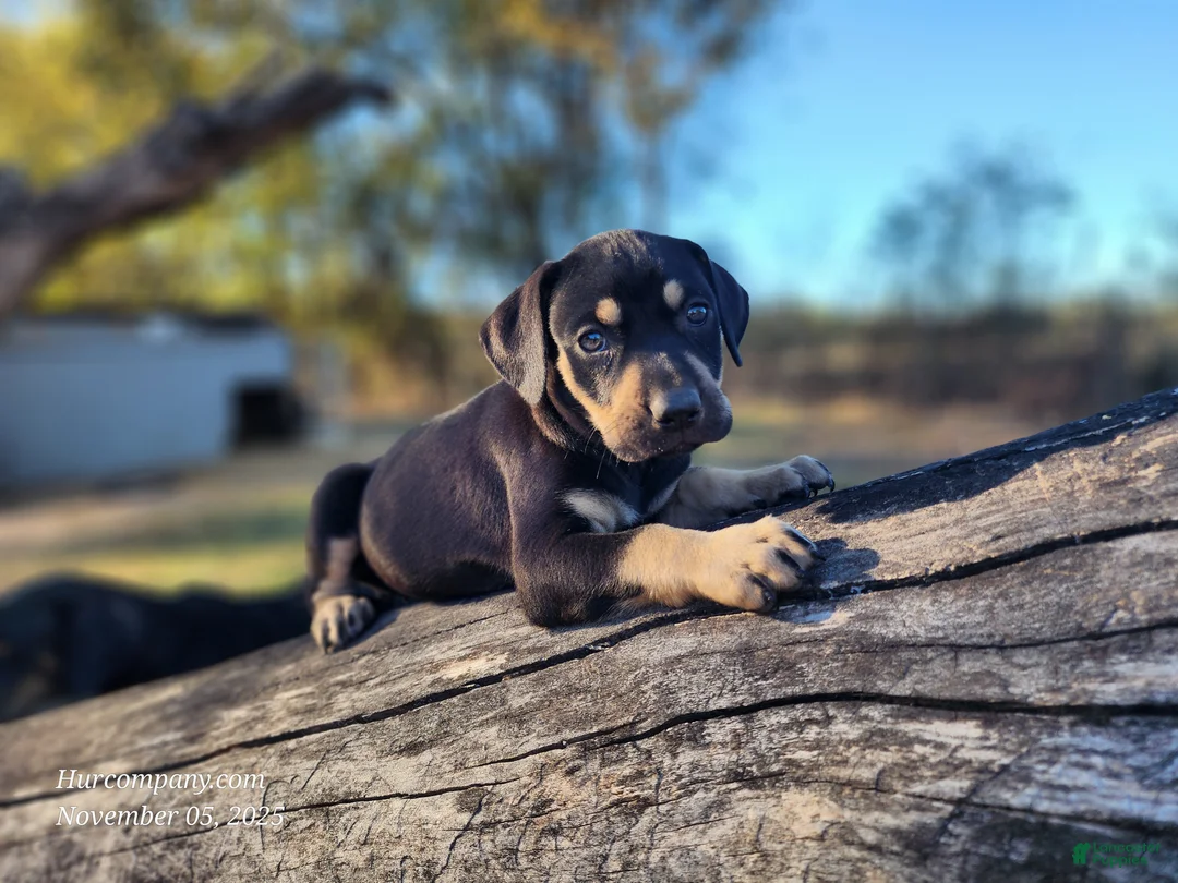Catahoula Leopard Dog dogs for sale: Tracy II 2025 Female 3 - Ad 9