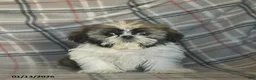 Shih Tzu dogs for sale: Moose Tracks - Ad 4
