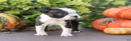 Boston Terrier dogs for sale: Charlie Boston Terrier  - Ad 2