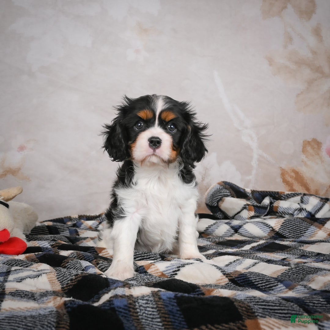 Cavalier King Charles Spaniel dogs for sale: Mia - Ad 13