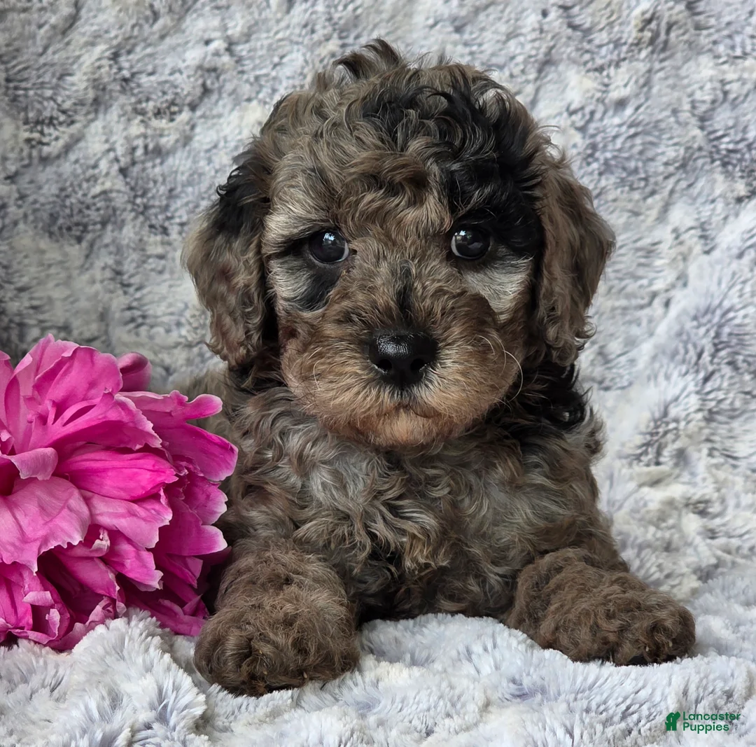 Cavapoo dogs for sale: Sophia - Ad 2