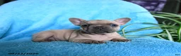 French Bulldog dogs for sale: Fiona - Ad 6