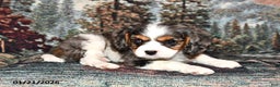 Cavalier King Charles Spaniel dogs for sale: Ruger - Ad 2