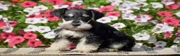 Miniature Schnauzer dogs for sale: Amanda - Mini - Ad 3