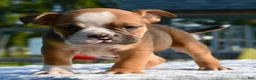 Mixed Breed dogs for sale: Bruno mini hybrid bulldog  - Ad 6