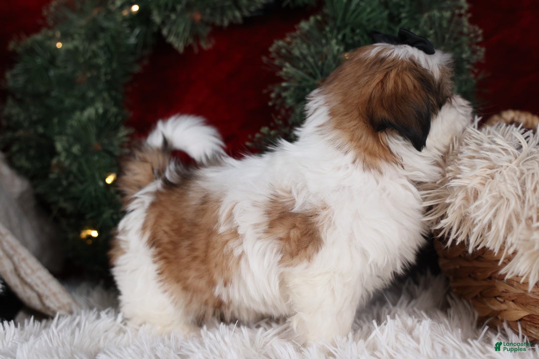 Shih Tzu dogs for sale: Prince - Ad 7