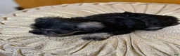Schnauzer dogs for sale: Schnauzer Puppy 3 - Ad 6