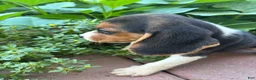 Beagle dogs for sale: Zoey - Ad 4