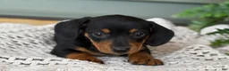 Miniature Dachshund dogs for sale: Lily - Ad 9