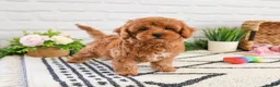 Cavapoo dogs for sale: Rose - Ad 5