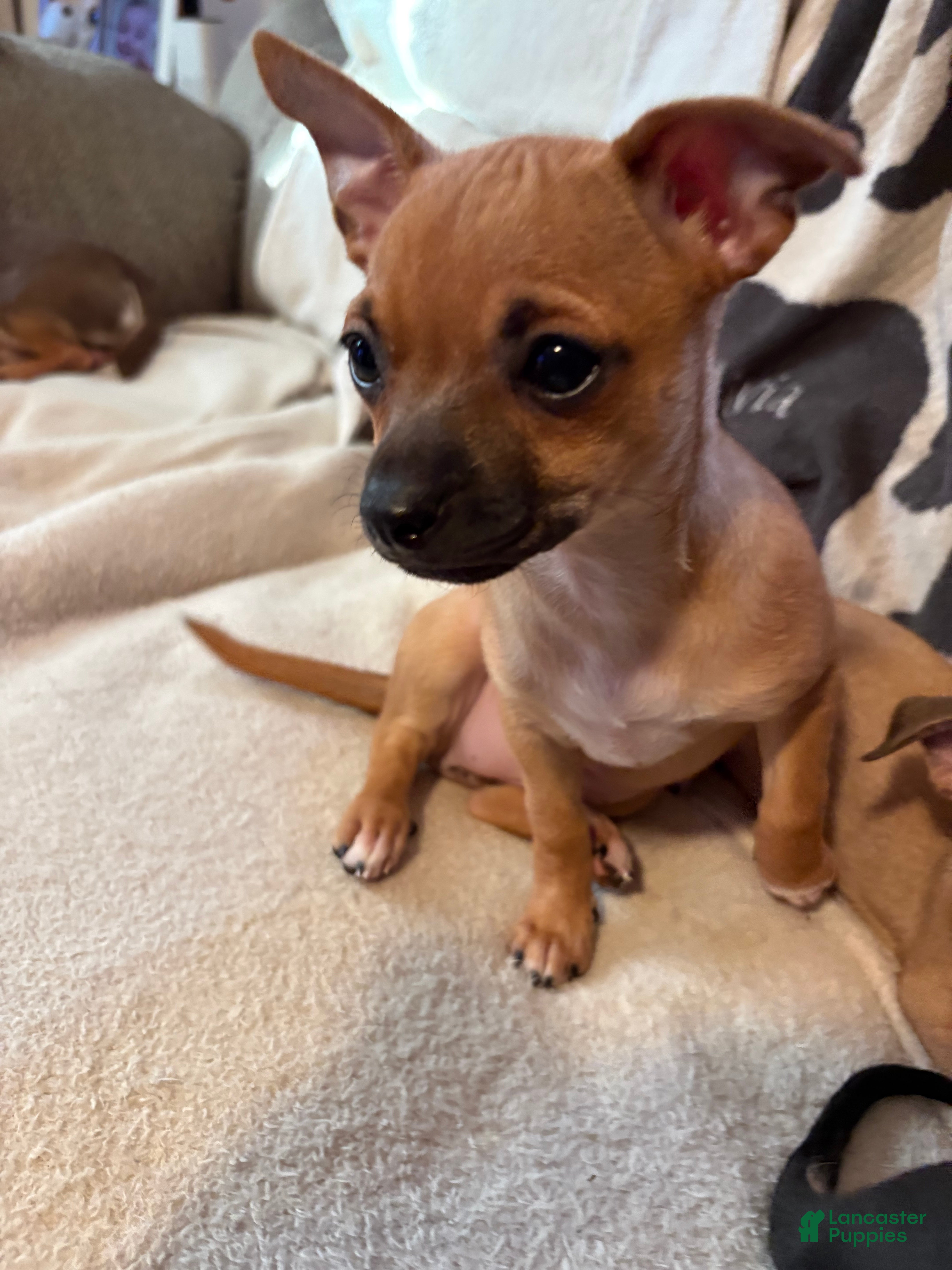 Chihuahua dogs Susie - Ad 2