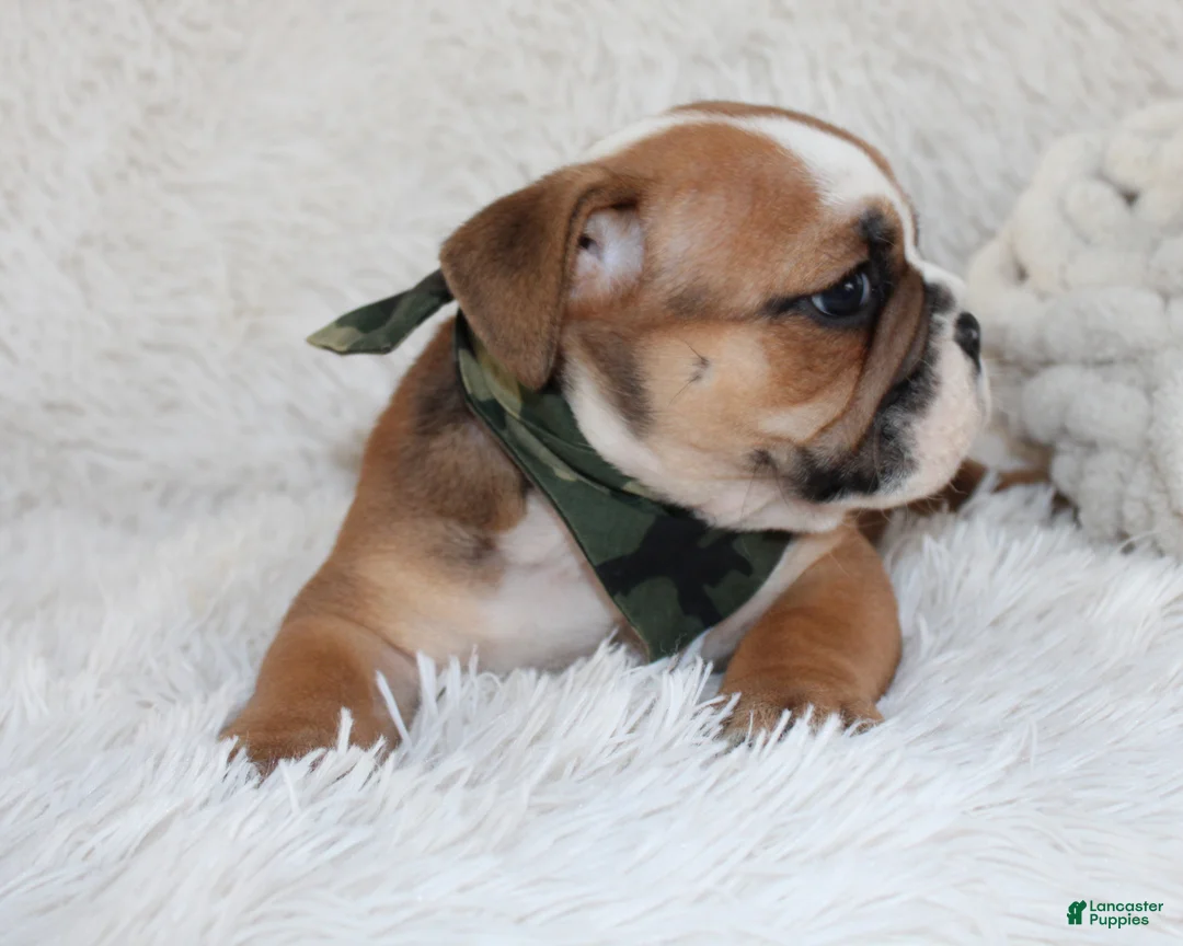 English Bulldog dogs for sale: AKC Otis - Ad 2