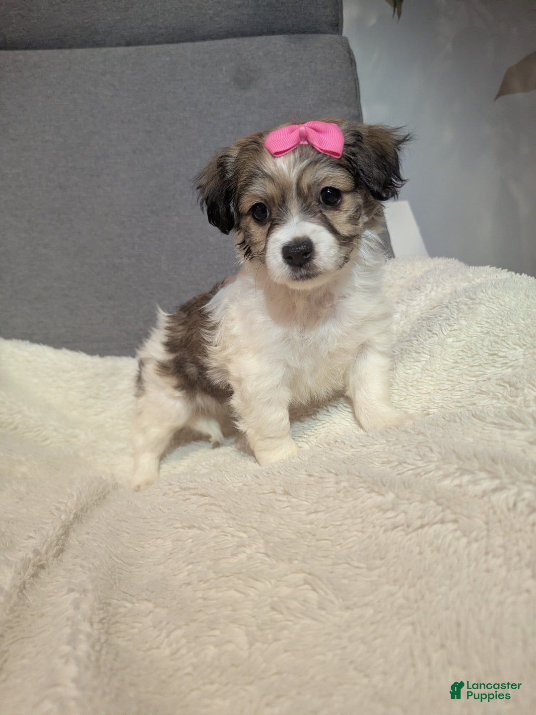 Havanese dogs for sale: Pebbles (short haired) - Ad 1