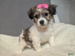 Havanese dogs Pebbles (short haired) - Ad 38