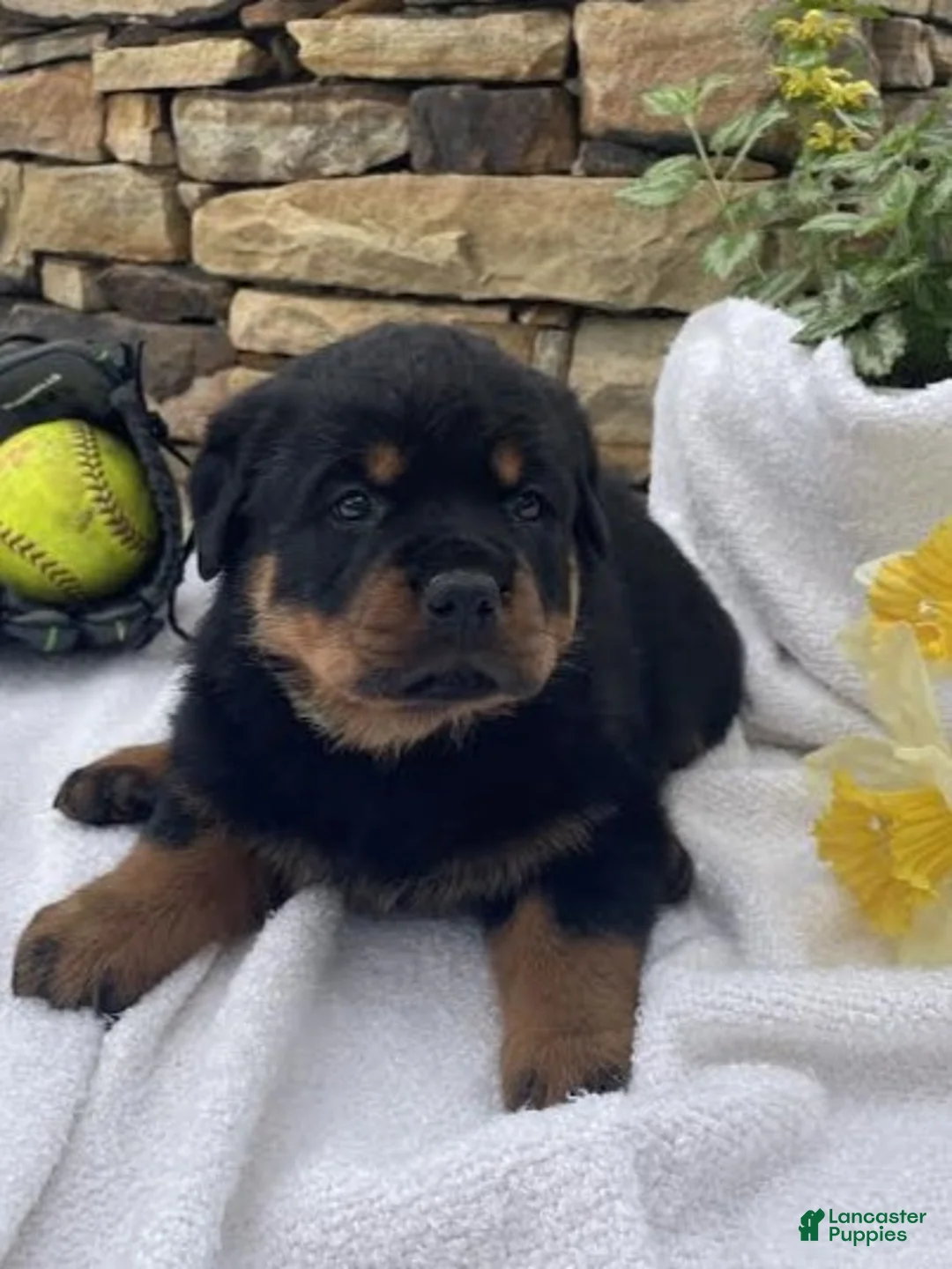 Rottweiler dogs for sale: Mr Green  - Ad 1