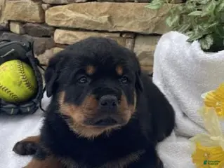Rottweiler dogs for sale: Mr Green - Ad 3