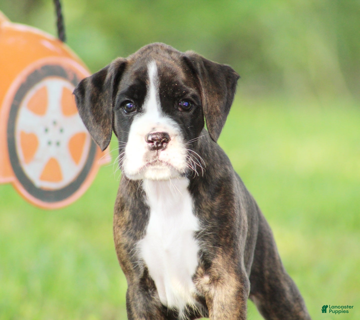 Boxer dogs Frisco  - Ad 1