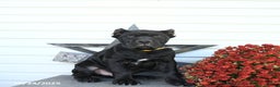 Cane Corso dogs for sale: Prince   - Ad 1