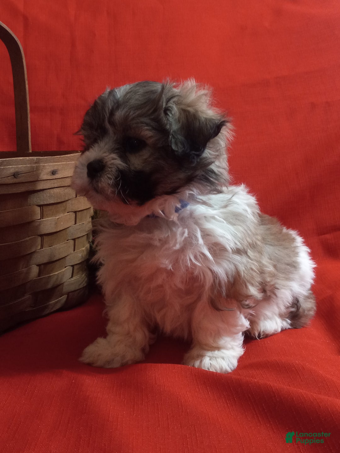 Teddy Bear dogs for sale: Rambo - Ad 2