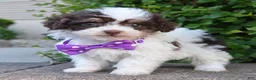 Mini Bernedoodle dogs for sale: Mini Buffy - Ad 5