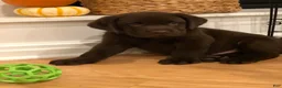 Labrador Retriever dogs for sale: Labrador Retriever 4 - Ad 1