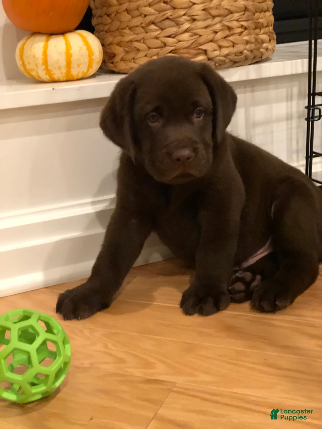Labrador Retriever dogs for sale: Labrador Retriever 4 - Ad 1