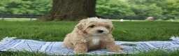 Mini Goldendoodle dogs for sale: Tinkerbell - Ad 3