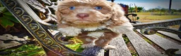 Havapoo dogs for sale: Oscar - Ad 3