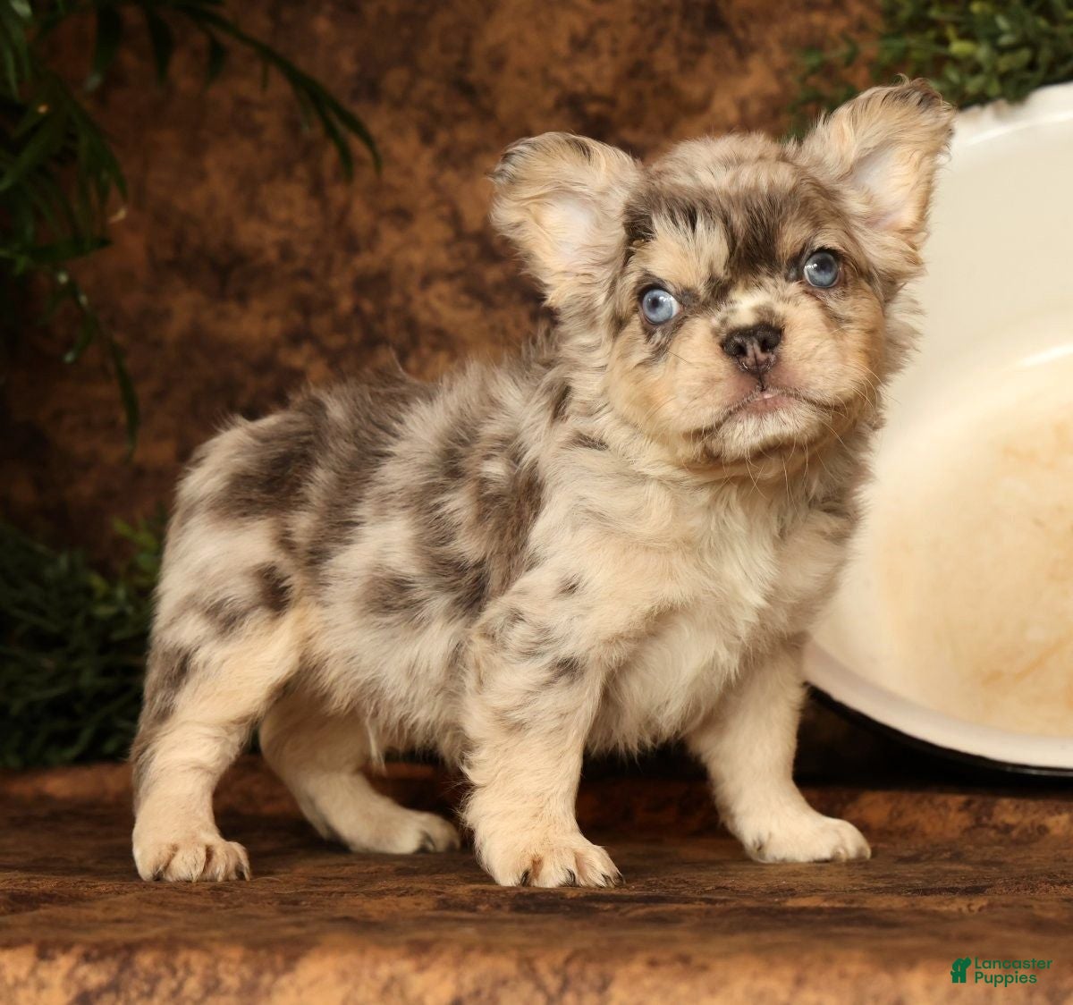 French Bulldog dogs for sale: Leo - Ad 45