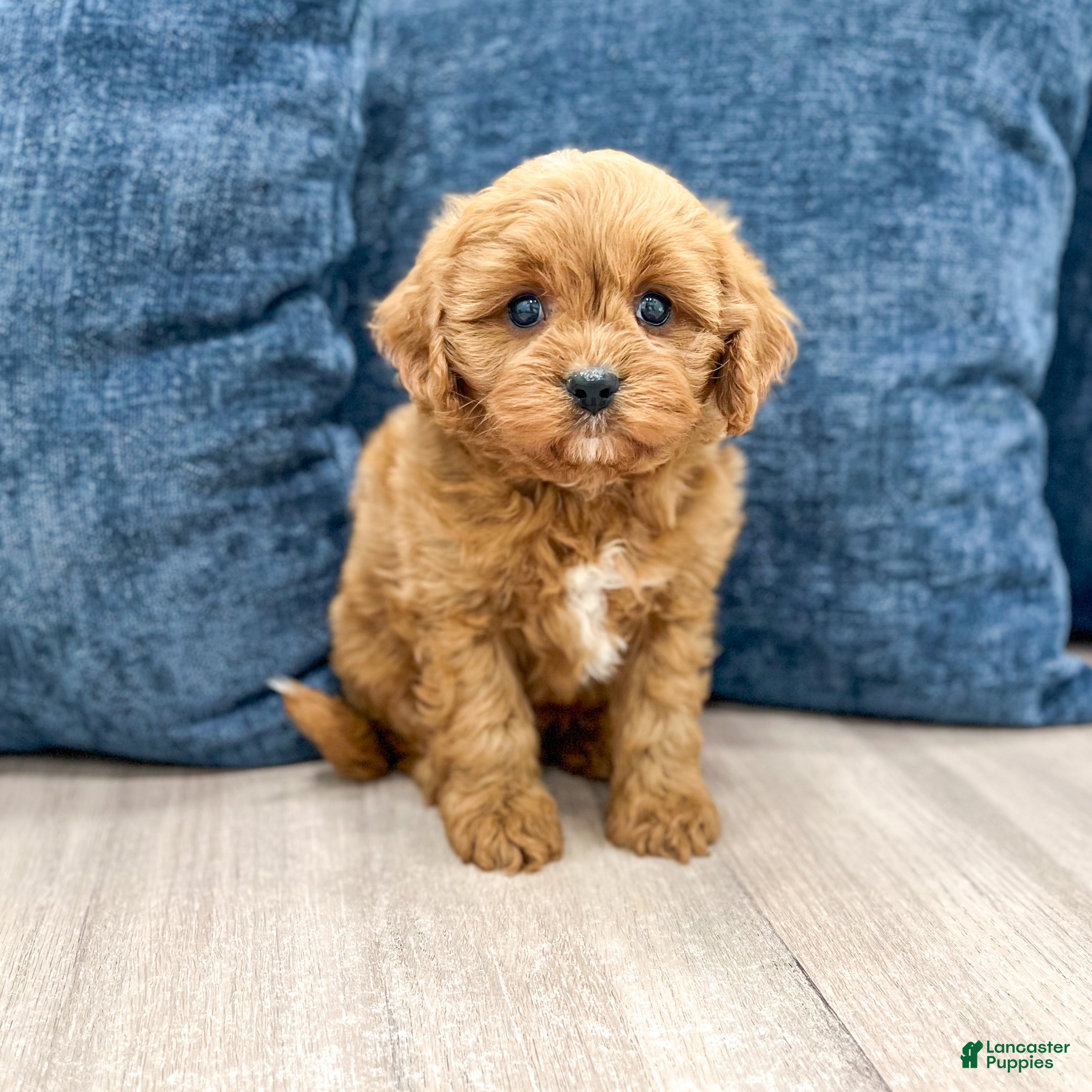 Cavapoo dogs Griffin - Ad 1