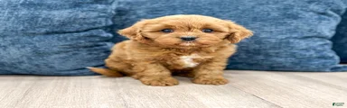 Griffin