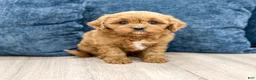 Cavapoo dogs for sale: Griffin - Ad 1