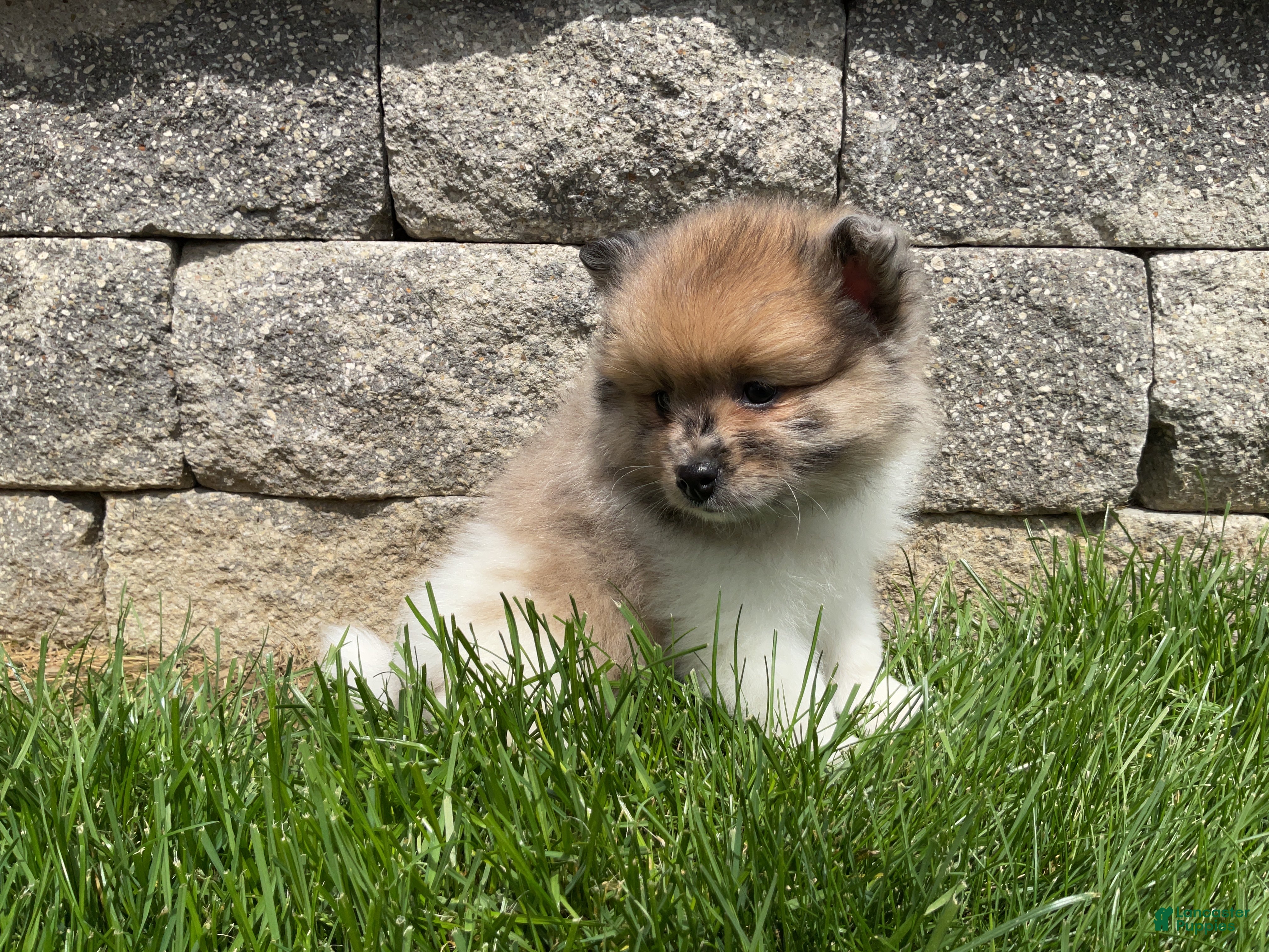 Pomeranian dogs Scout  - Ad 2