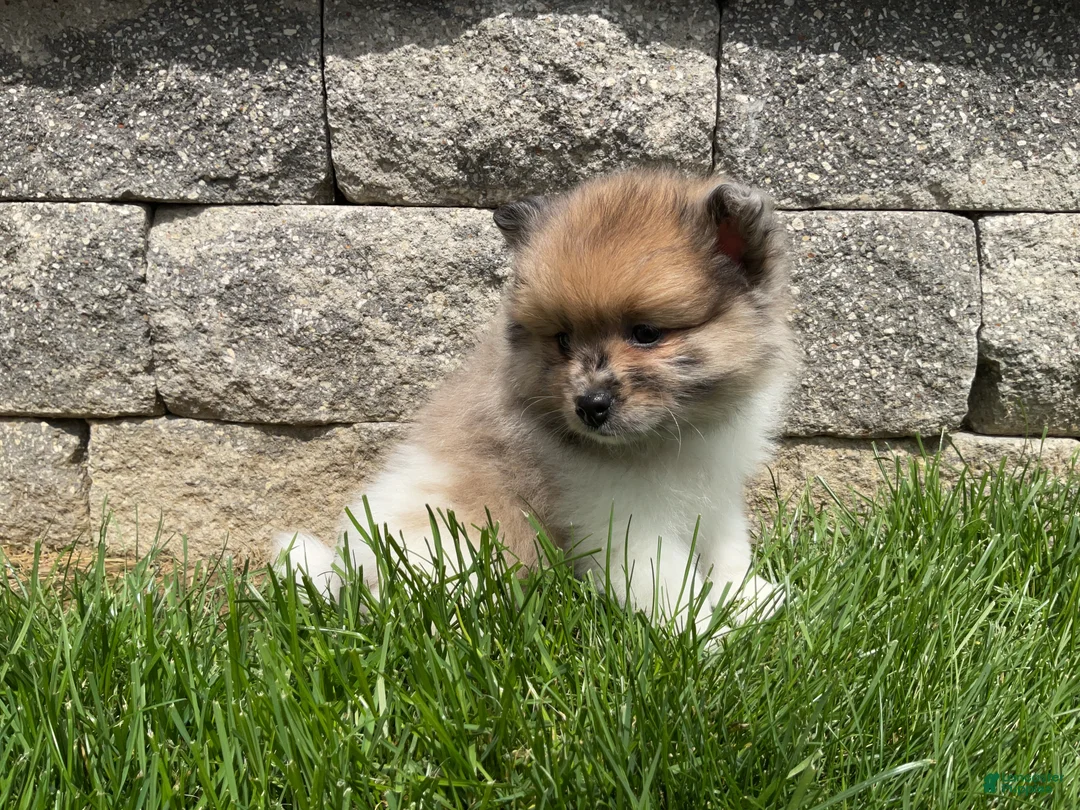 Pomeranian dogs for sale: Scout  - Ad 2