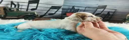 Dachshund dogs for sale: Nationwide delivery. Sugar pies white boy - Ad 5