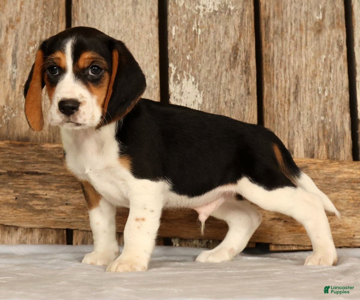 Beagle dogs for sale: Captain - Ad 8