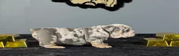English Bulldog dogs for sale: English Bulldog 1 - Ad 4