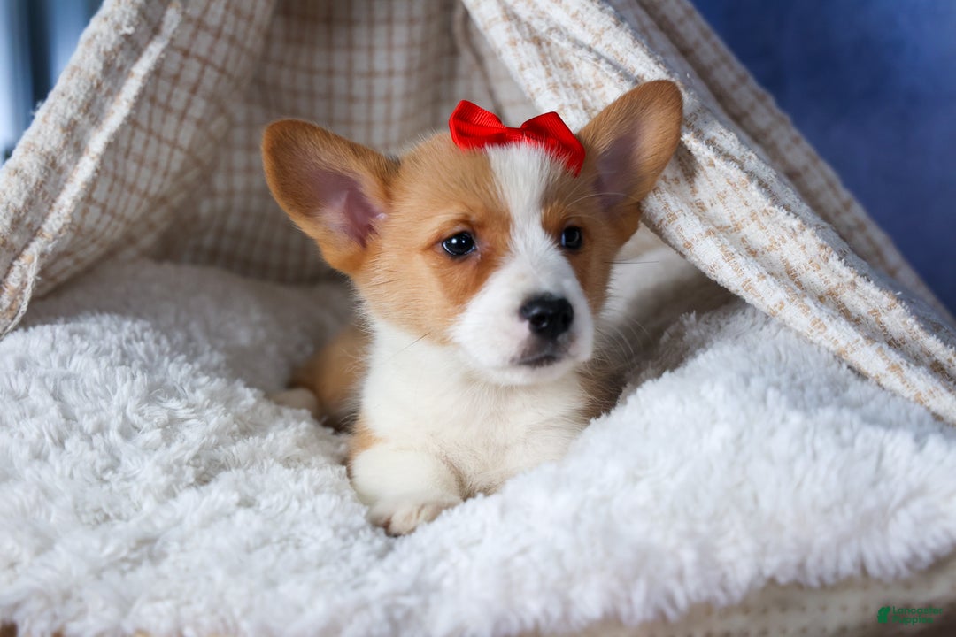 Welsh Corgi Pembroke dogs for sale: Mack - Ad 15