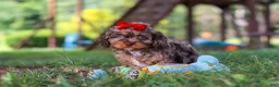 Cavapoo dogs for sale: Cocoa - Ad 5
