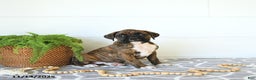 Boxer dogs for sale: Joy - Ad 6