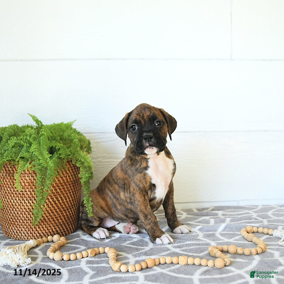 Boxer dogs for sale: Joy - Ad 6