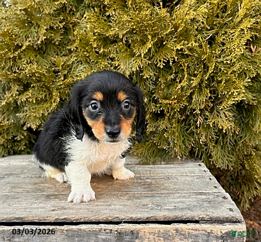 Dachshund dogs for sale: Cruz - Ad 3
