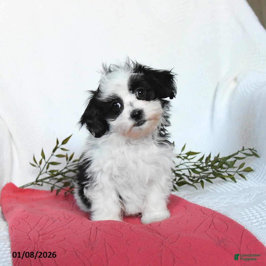 Teddy Bear dogs for sale: Maxwell - Ad 3