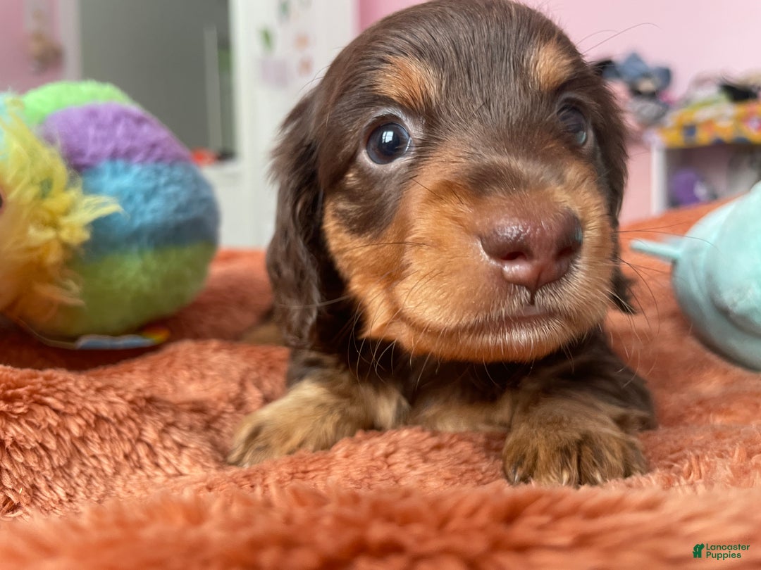 Dachshund dogs for sale: Peaches  - Ad 1