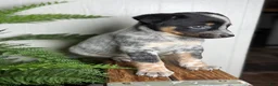 Australian Cattle Dog dogs for sale: Duke - Ad 5