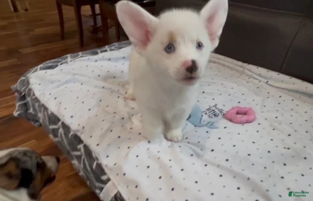 Welsh Corgi Pembroke dogs for sale: LittleBit - Ad 2