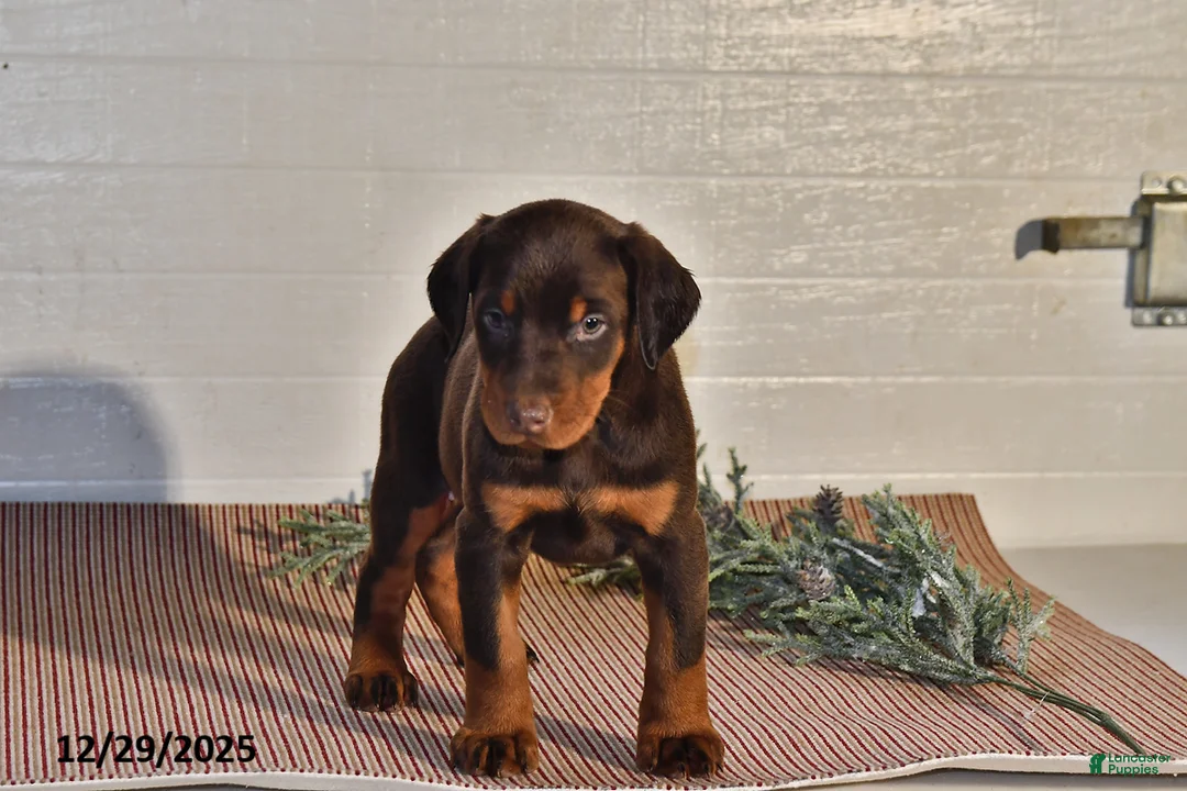 Doberman Pinscher dogs for sale: Daisy - Ad 9