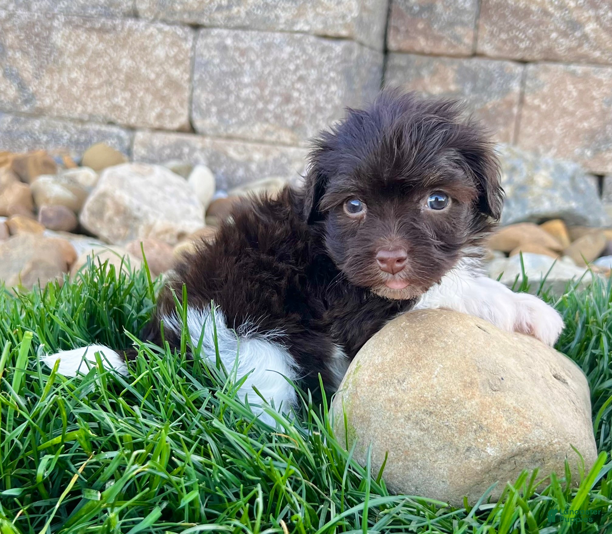 Havanese dogs Raven - Ad 2