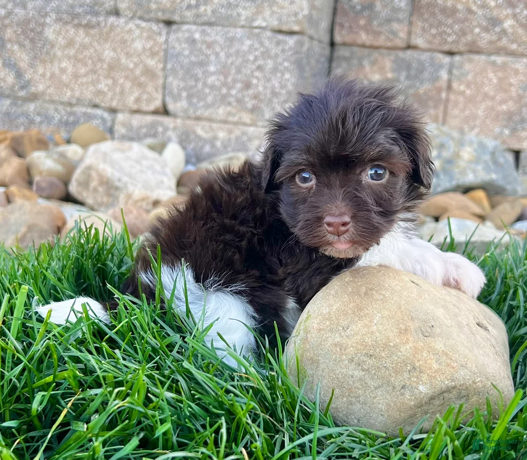 Havanese dogs for sale: Raven - Ad 2