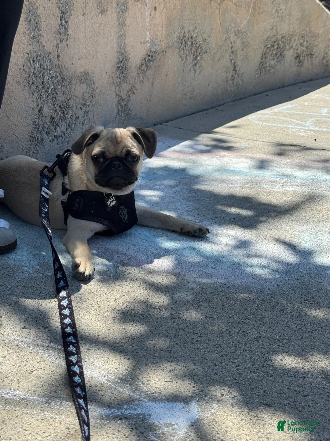 Pug dogs for sale: Pug 1 - Ad 2
